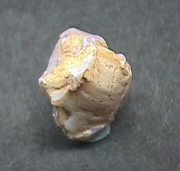 Shell Opal