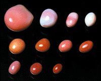 Conch pearls occur in a variety of shapes and bright colors